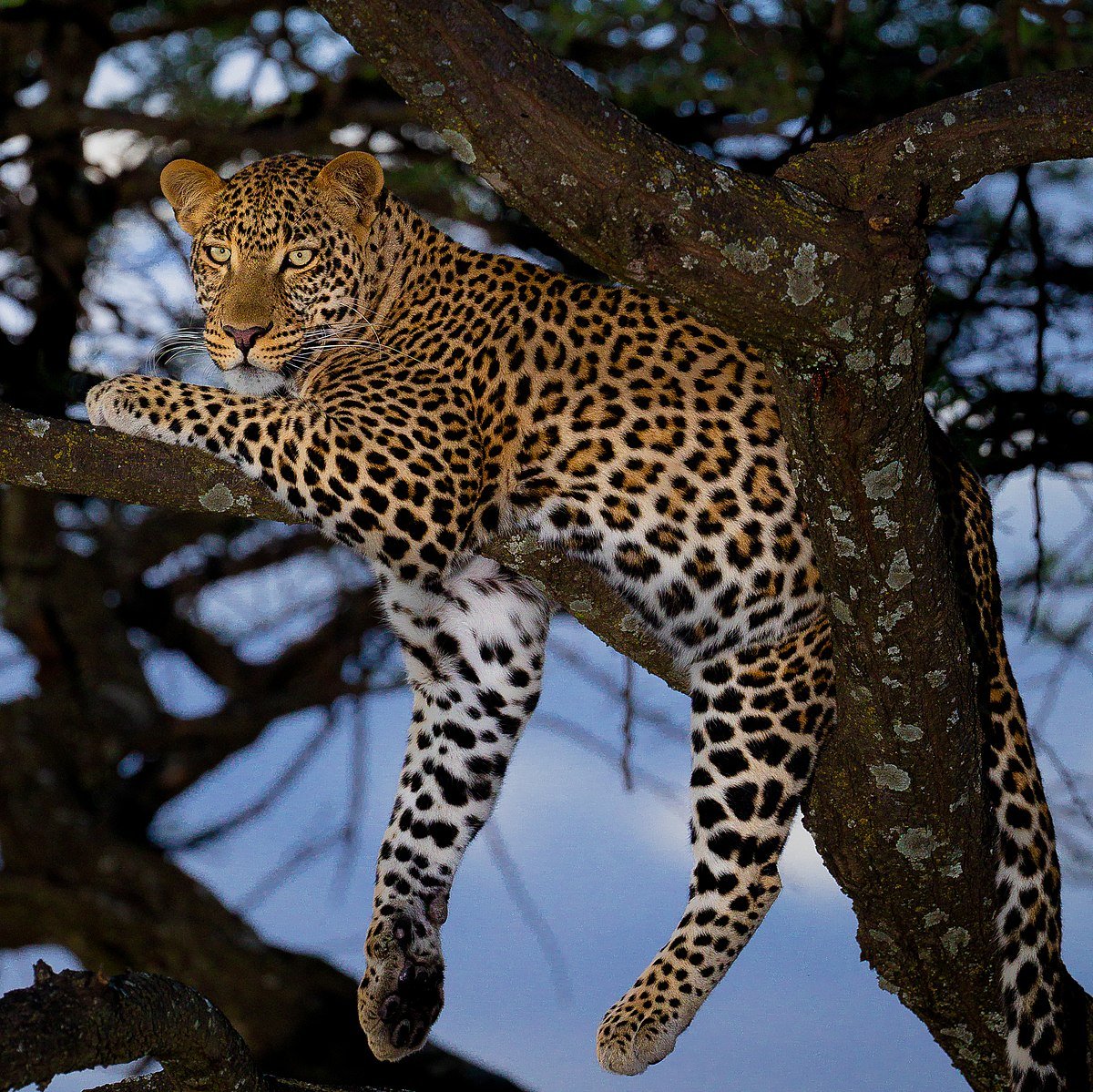 1200px-African_leopard_male_(cropped)
